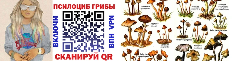 купить наркотик  Фокино  Псилоцибиновые грибы Psilocybine cubensis 